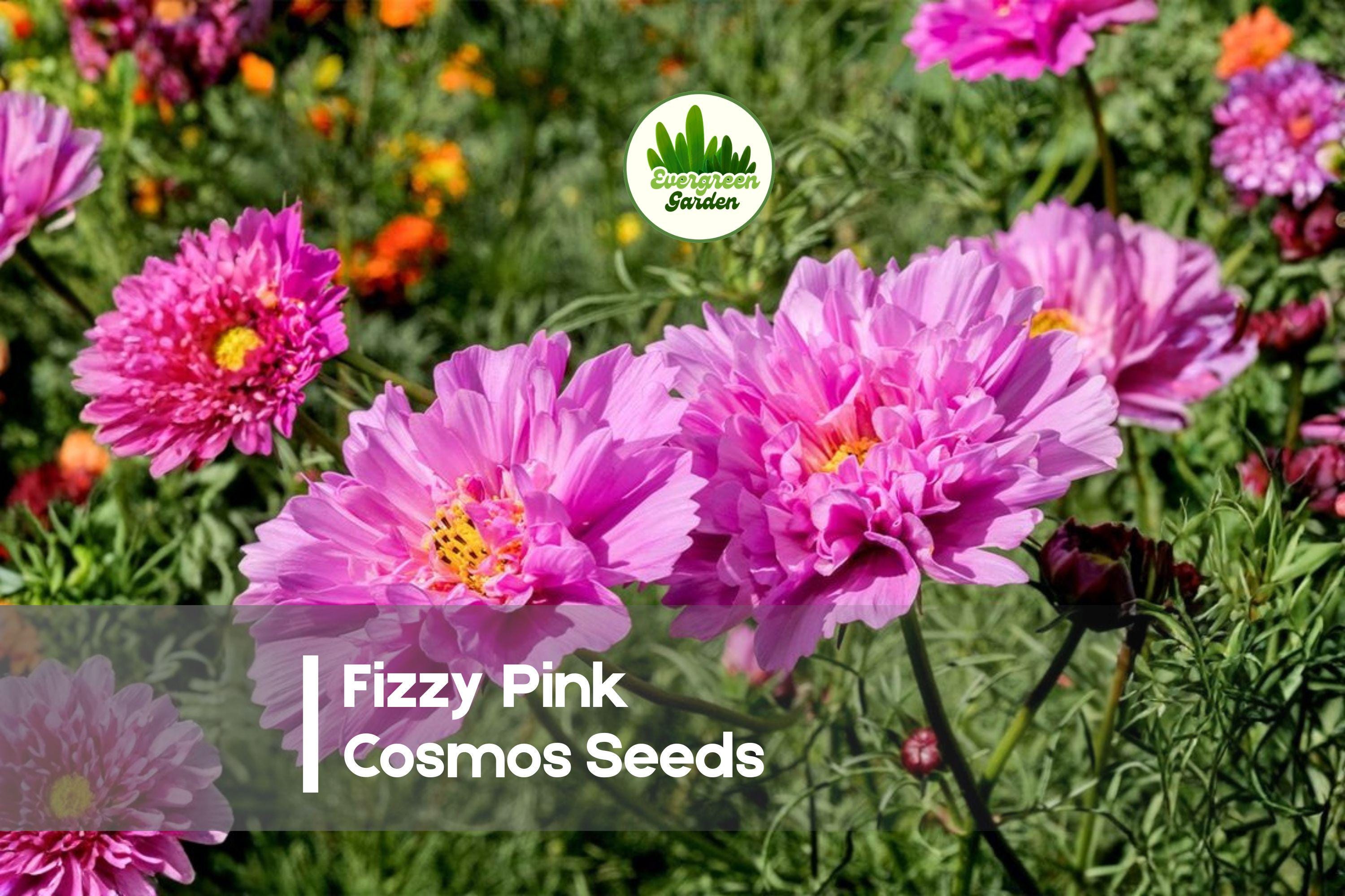 200 Fizzy Pink Cosmos Seeds – Pink Frilled Blooms, Cosmos bipinnatus, Cottage Garden, Pollinator, Summer to Fall
