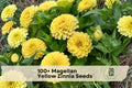 Magellan Yellow Zinnia Seeds, Bright Yellow Annual Flower, Zinnia elegans, Compact, Pollinator Friendly, Garden & Container Planting