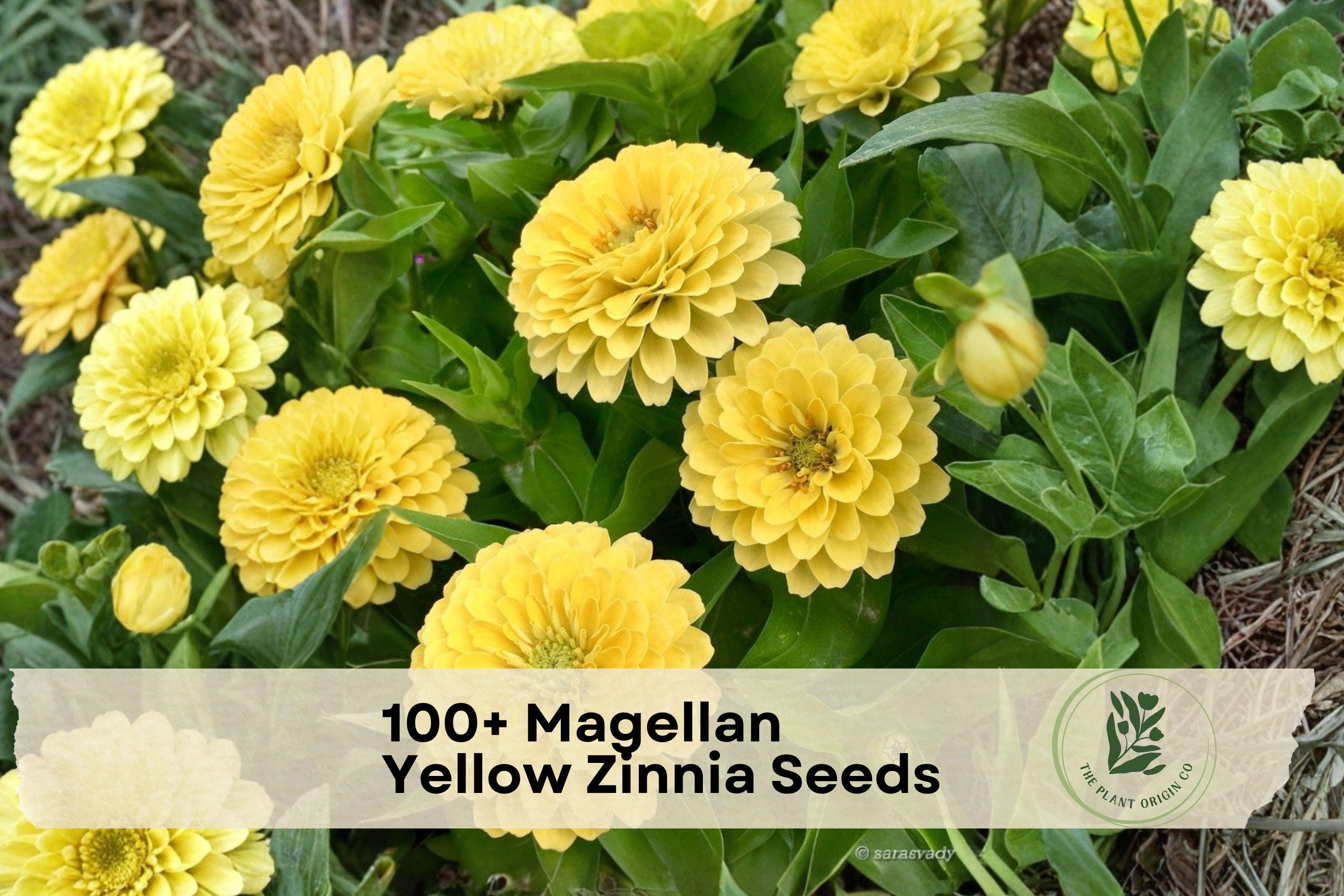 Magellan Yellow Zinnia Seeds, Bright Yellow Annual Flower, Zinnia elegans, Compact, Pollinator Friendly, Garden & Container Planting