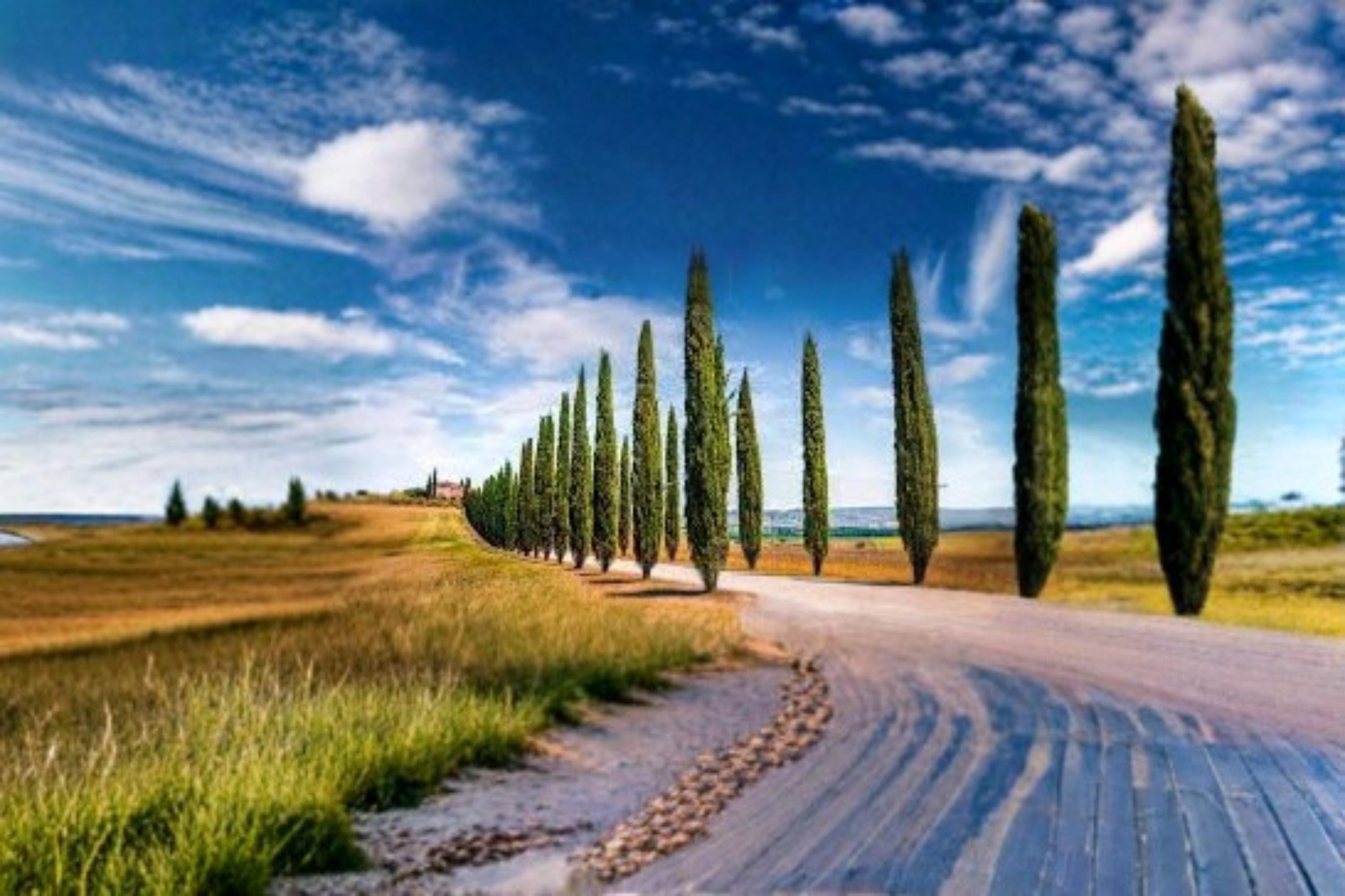 Italian Cypress Seeds – Cupressus sempervirens Evergreen Tree for Landscaping, Windbreaks & Privacy Planting