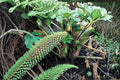 Chilean Rhubarb Seeds – Gunnera tinctoria Perennial Foliage Plant for Garden Landscape and Water Features