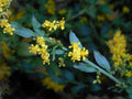 Elmleaf Goldenrod Seeds - Native Perennial Wildflower for Pollinator Gardens & Prairie Landscapes - Solidago ulmifolia