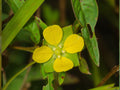 Seedbox Wildflower Seeds for Rain Gardens, Pollinator & Wetland Planting – Ludwigia alternifolia Native Perennial