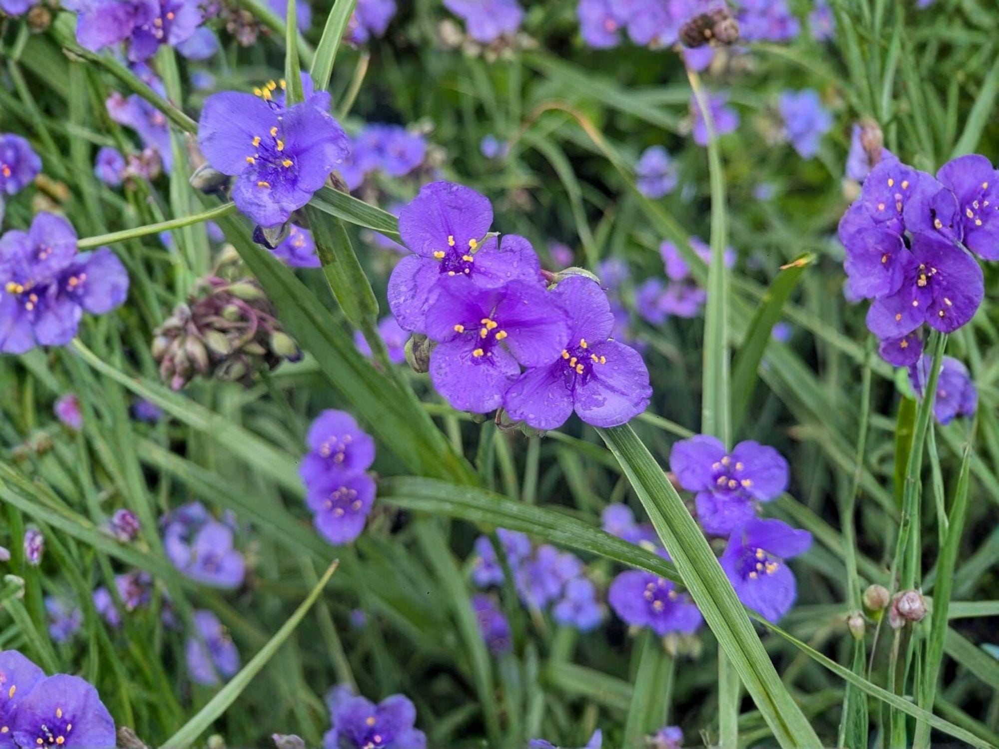Ohio Spiderwort Flower Seeds | Tradescantia ohiensis | Blue-Violet Perennial for Garden & Prairie Planting