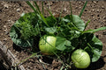 Bushel Gourd Seeds – Lagenaria siceraria, Large Round Vining Gourd for Garden Beds & Outdoor Planting