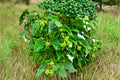 Hazel Alder Seeds – Alnus incana rugosa – Fast-Growing Deciduous Tree for Landscaping and Woodland Gardens