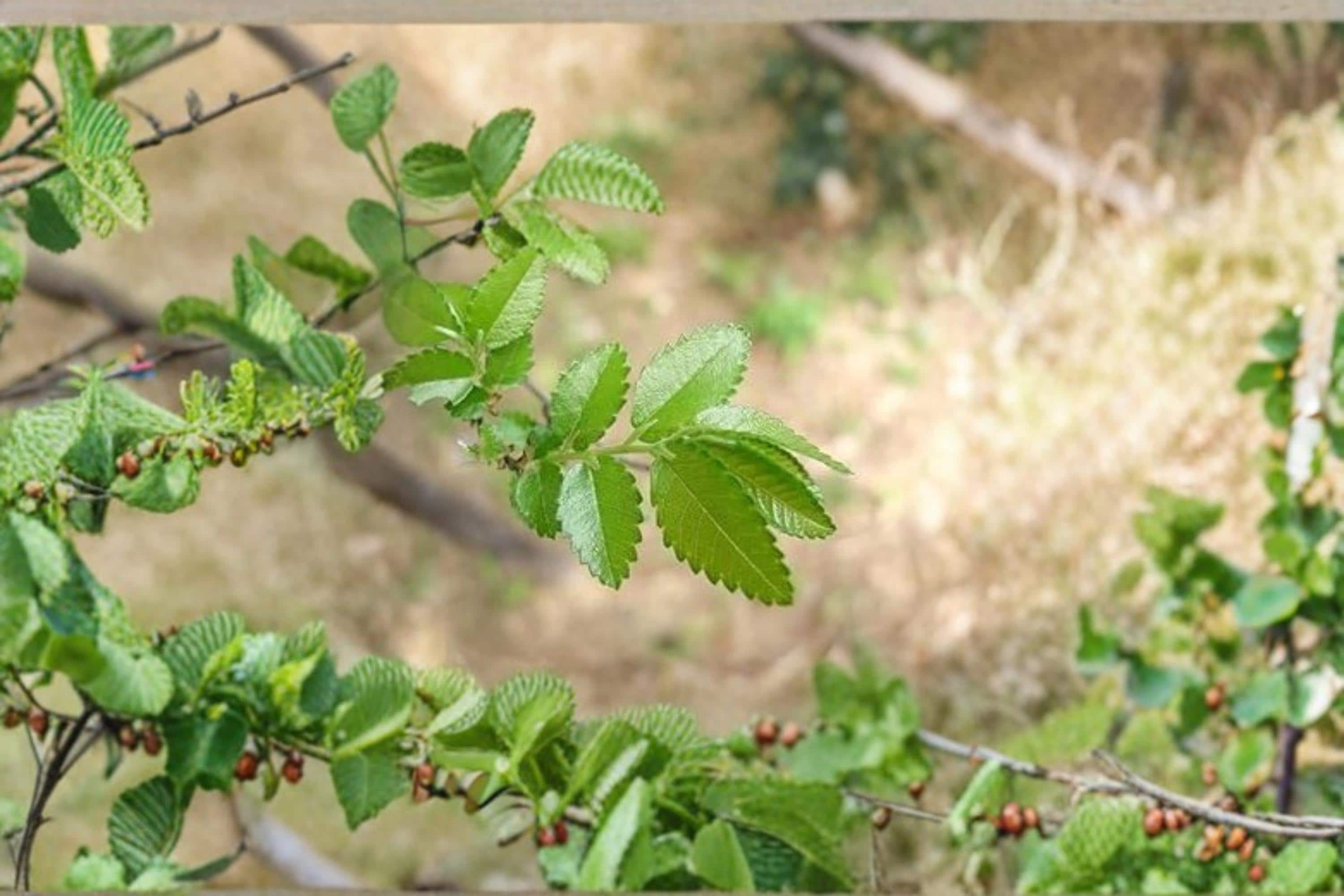 Chinese Corkbark Elm Seeds – Ulmus parvifolia, Deciduous Landscape Tree, Garden Tree, Ornamental, 30 Seeds