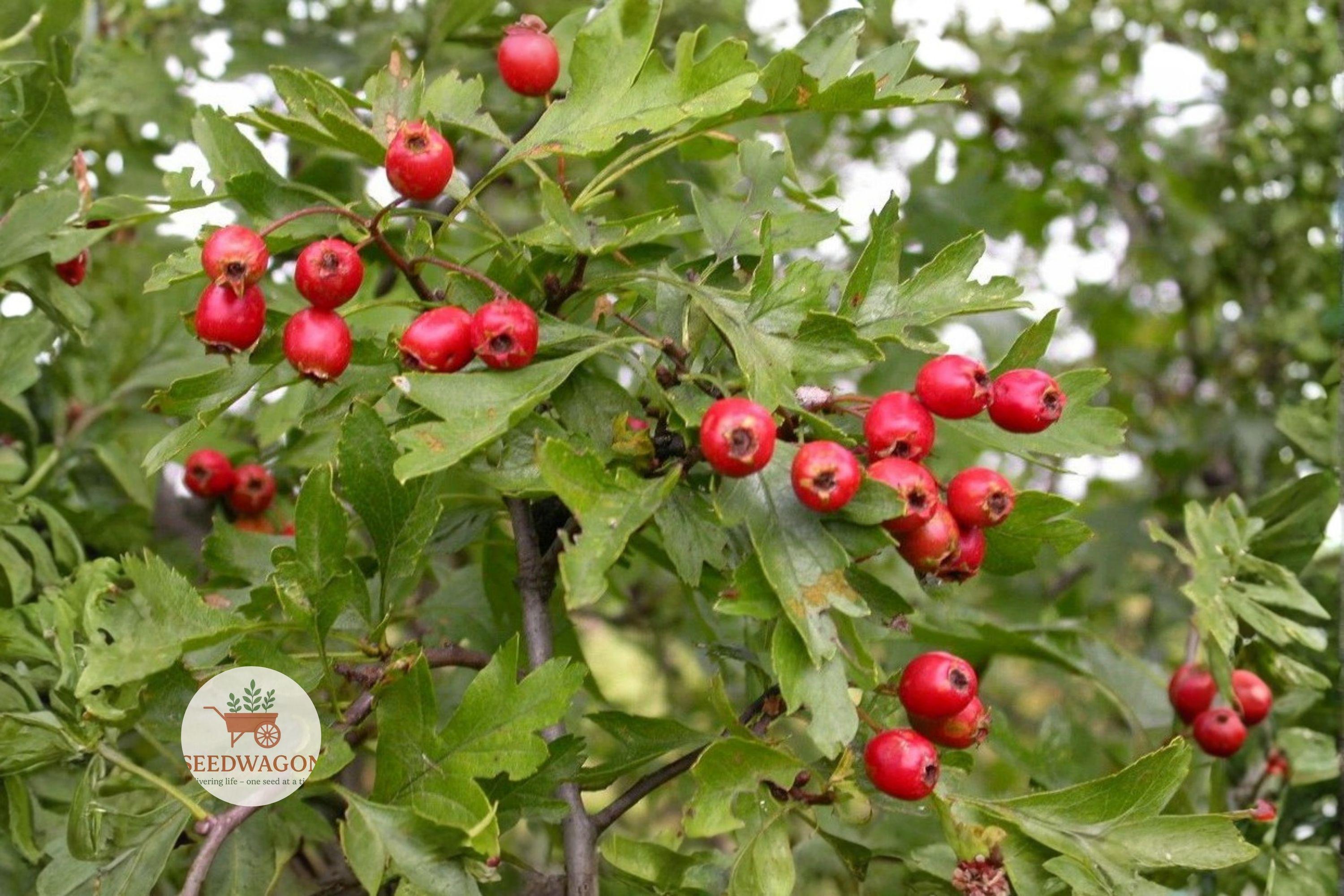 English Hawthorn Seeds – Crataegus monogyna Flowering Tree, Hardy, Edible Fruits, Wildlife-Friendly, Hedge & Landscape Plant, 20 Seeds