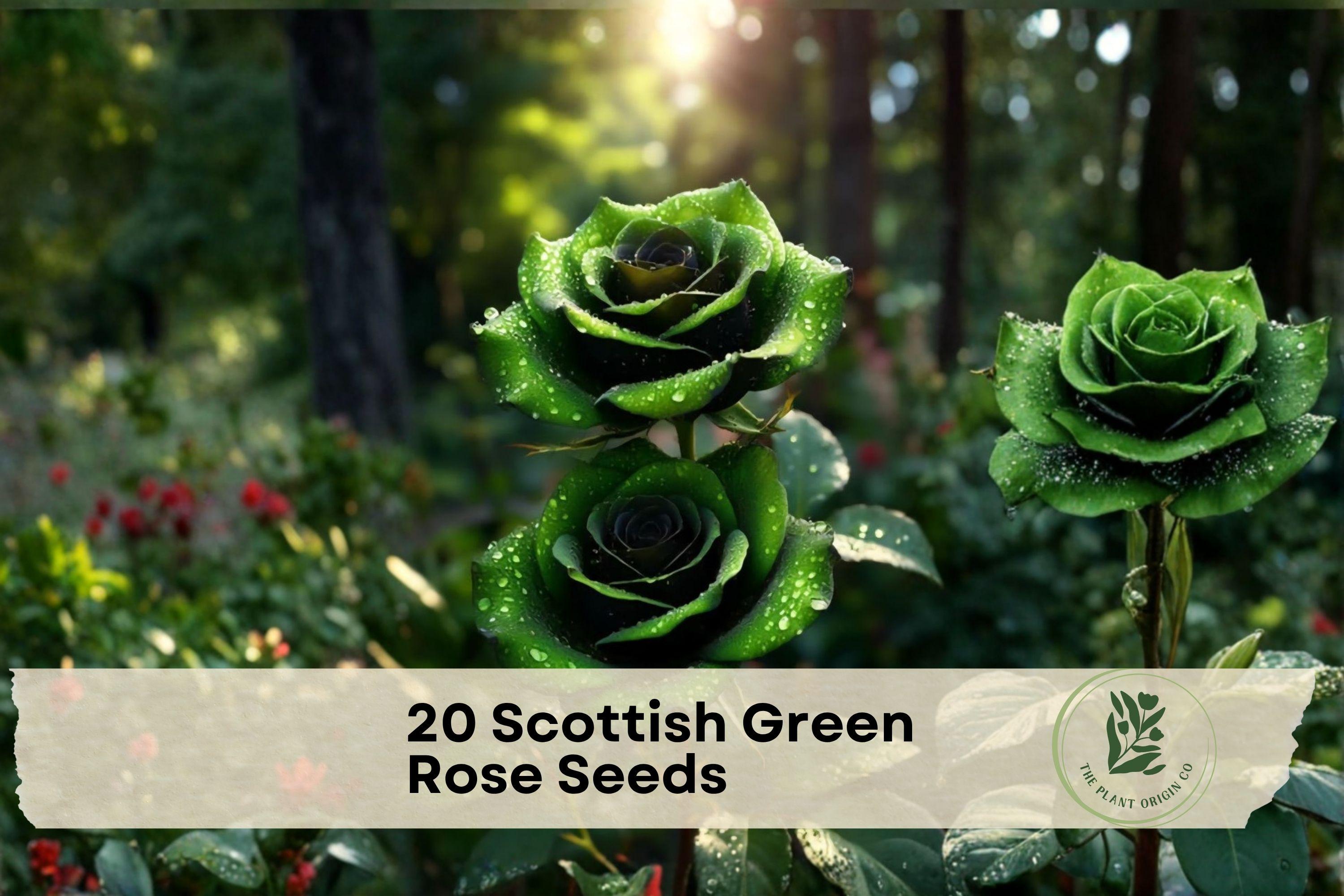 20 Scottish Green Rose Seeds - Ornamental Rosa spp. Green-Toned Flower Seeds for Garden Beds, Borders & Containers