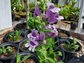 Showy Beardtongue Flower Seeds | Penstemon cobaea | Pink, Lavender, Purple Perennial Plant for Garden Beds & Prairie Planting