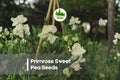 50+ Primrose Sweet Pea Seeds, Primrose Yellow, Fragrant Climbing Vine, Lathyrus odoratus, Cottage Garden, Spring Blooms