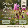 100 Midland Shooting Star Seeds – Pink Native Wildflower Dodecatheon meadia for Spring Blooming Perennial Garden