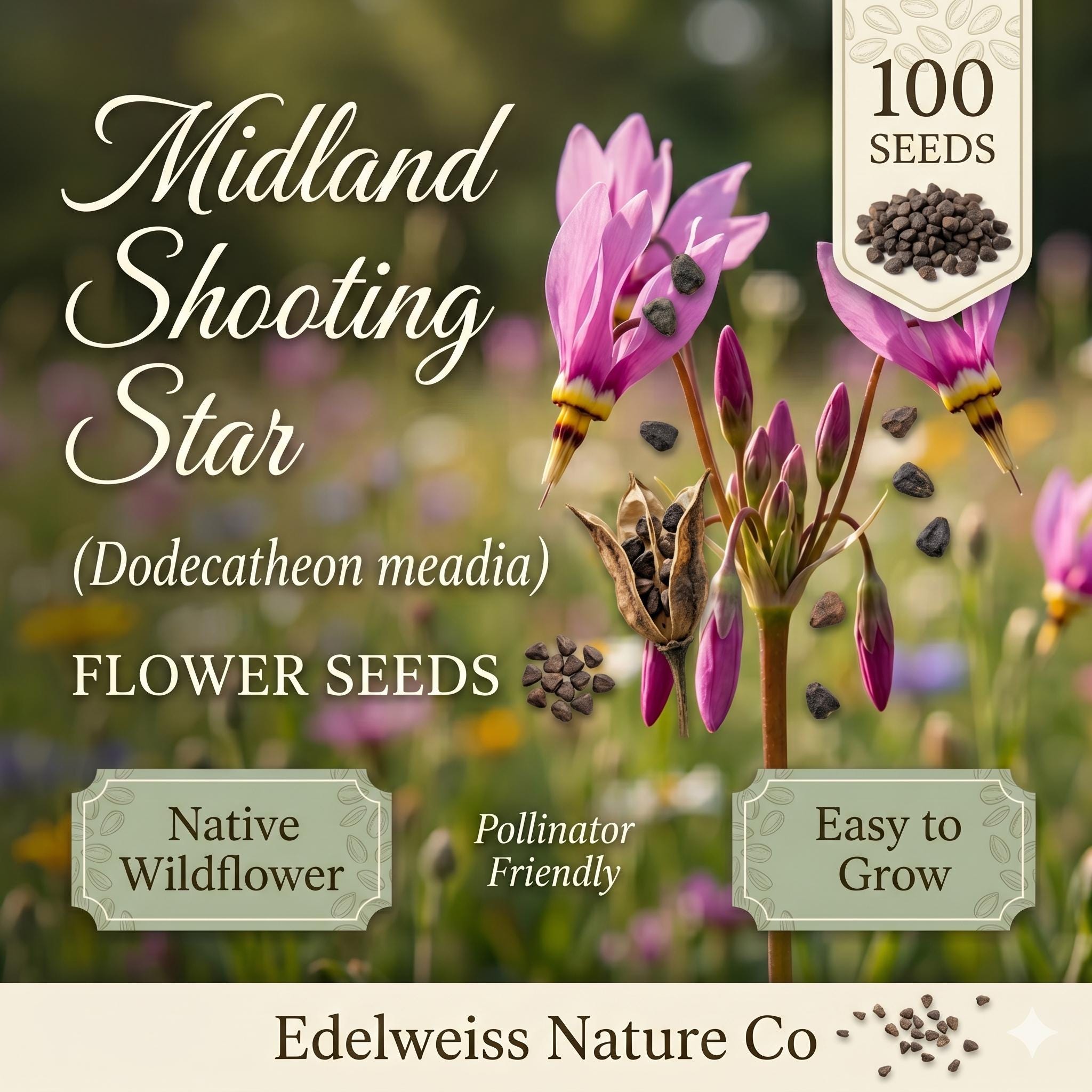 100 Midland Shooting Star Seeds – Pink Native Wildflower Dodecatheon meadia for Spring Blooming Perennial Garden