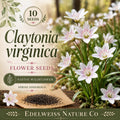 Spring Beauty Flower Seeds – Claytonia virginica, Native Wildflower, Early-Season Pink Blooms, Pollinator-Friendly, 10 Seeds