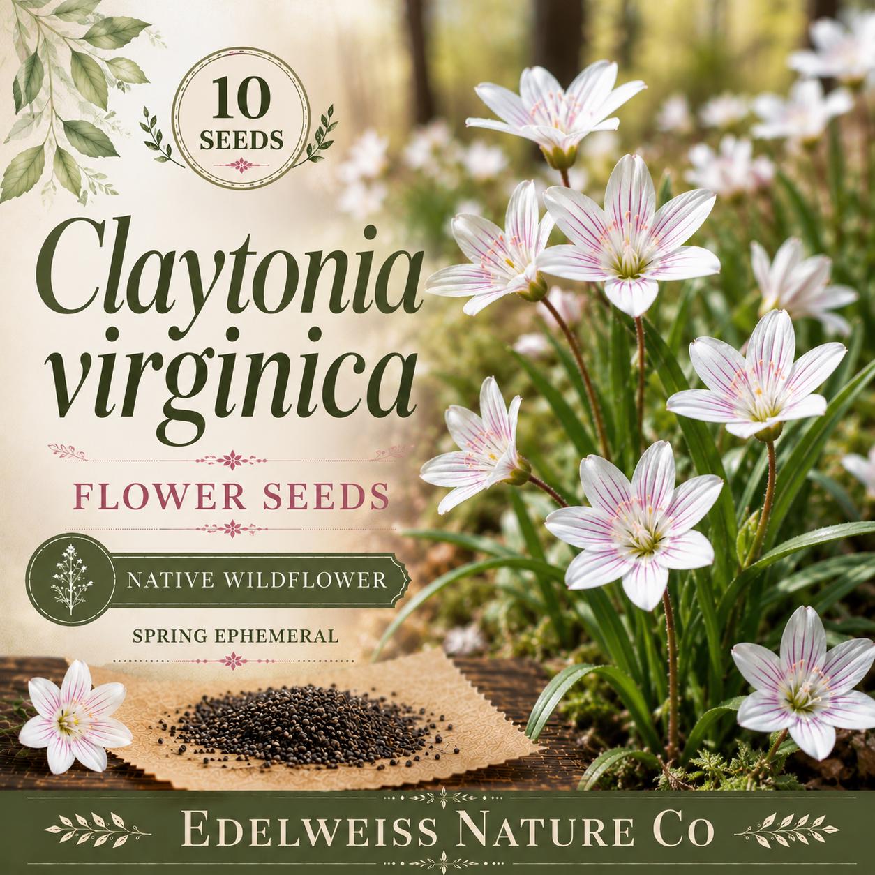 Spring Beauty Flower Seeds – Claytonia virginica, Native Wildflower, Early-Season Pink Blooms, Pollinator-Friendly, 10 Seeds
