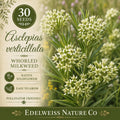 Asclepias verticillata Seeds – Whorled Milkweed Native Wildflower Non-GMO Pollinator Garden Plant