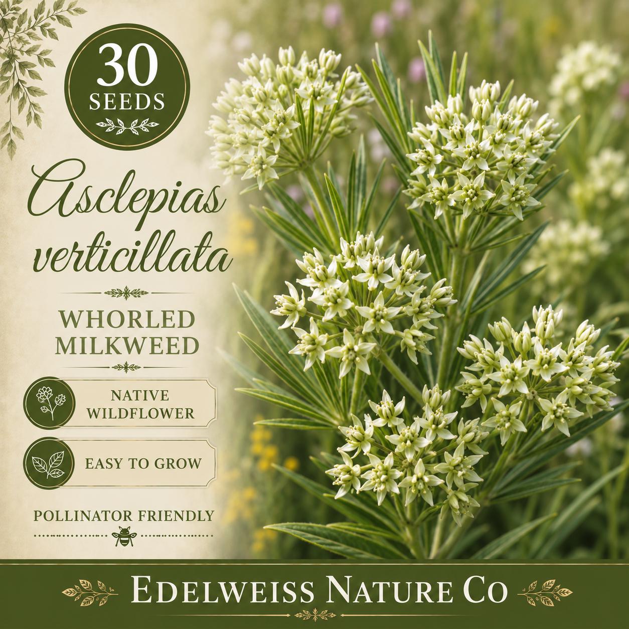 Asclepias verticillata Seeds – Whorled Milkweed Native Wildflower Non-GMO Pollinator Garden Plant