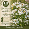 Doellingeria umbellata Seeds – Heirloom Native White Aster Pollinator Garden Plant – Wildflower, Perennial, Open-Pollinated