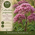 Eutrochium purpureum Purple Joe Pye Weed Seeds – Heirloom Non-GMO Pollinator Garden Flower with Fragrant Pink Clusters