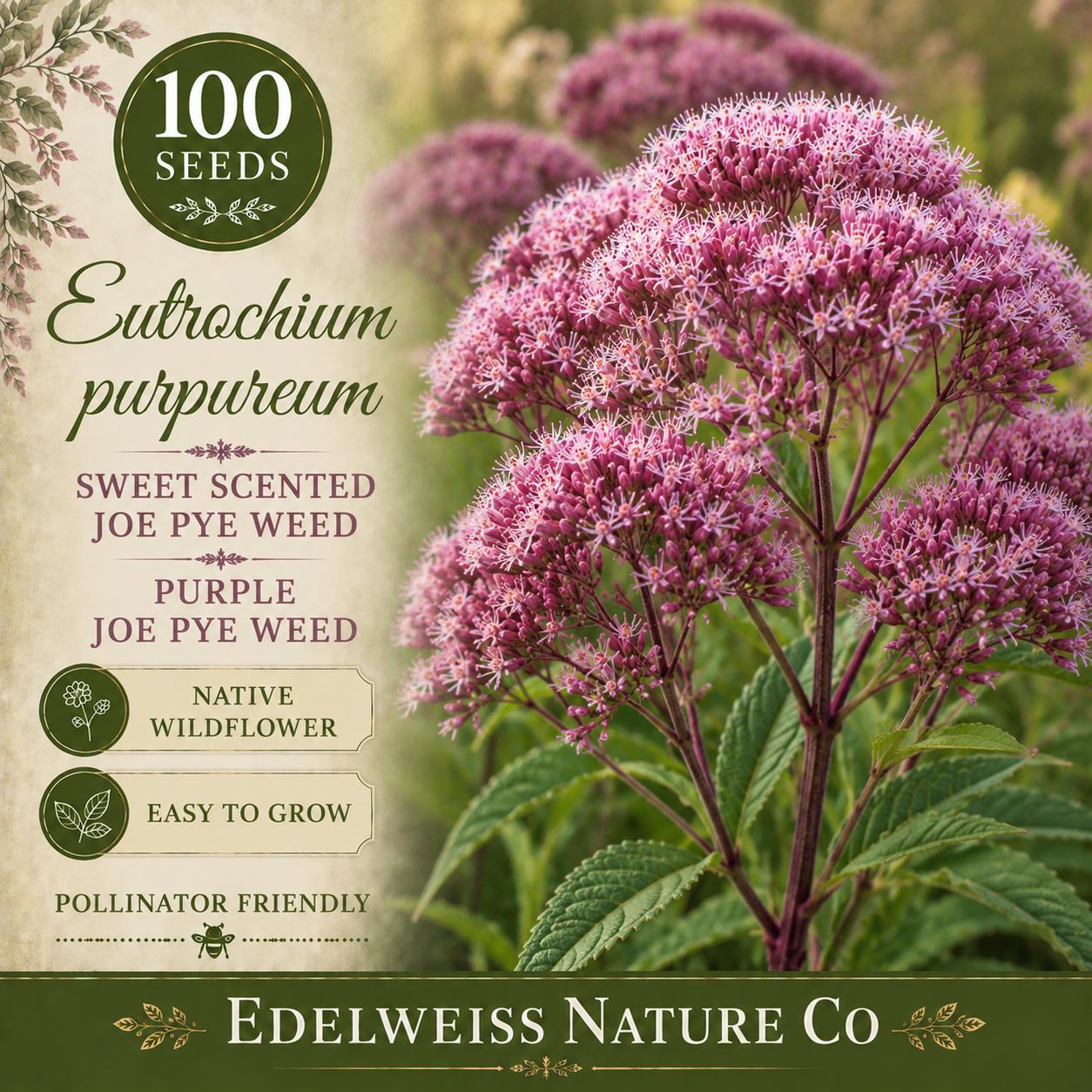 Eutrochium purpureum Purple Joe Pye Weed Seeds – Heirloom Non-GMO Pollinator Garden Flower with Fragrant Pink Clusters