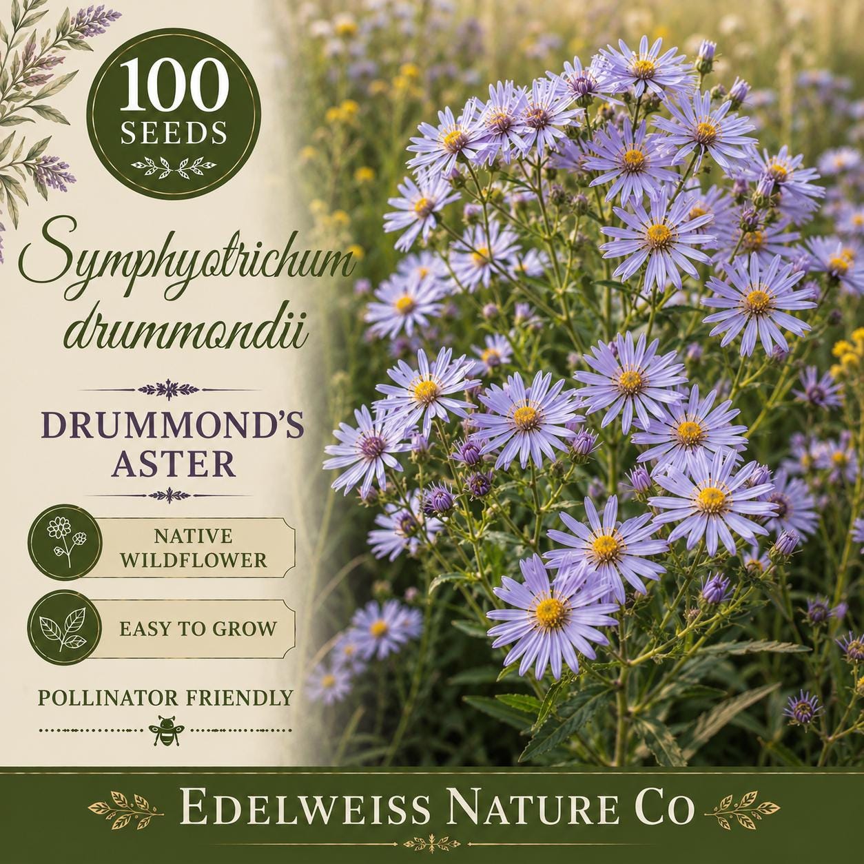 Symphyotrichum drummondii Seeds – Heirloom Non-GMO Native Purple Wildflower for Pollinator Gardens