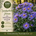 Symphyotrichum firmum 100 Seeds – Shining Aster Purple Pollinator Native Perennial Wildflower