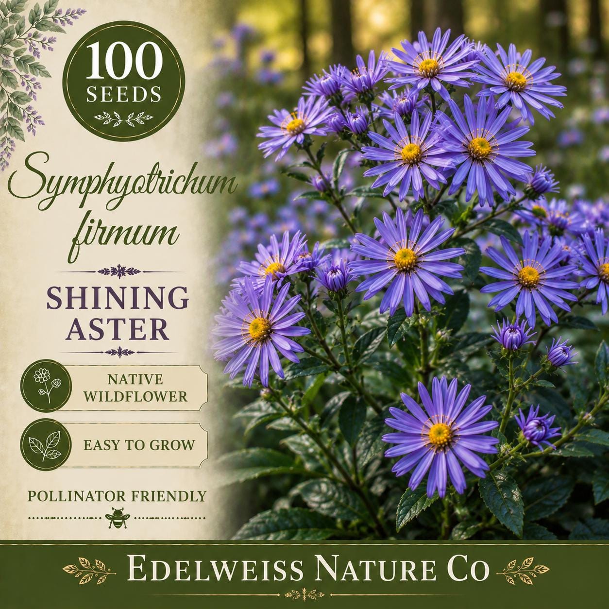 Symphyotrichum firmum 100 Seeds – Shining Aster Purple Pollinator Native Perennial Wildflower