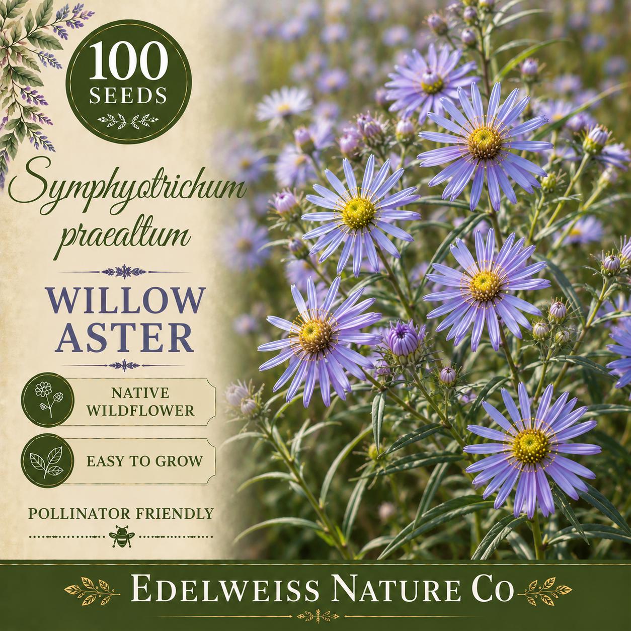 Symphyotrichum praealtum Willow Aster Seeds – Native Purple Perennial Wildflower for Pollinator Gardens