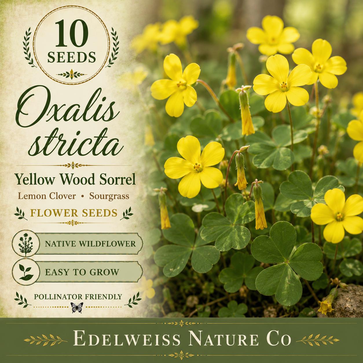 Oxalis stricta Seeds – Yellow Wood Sorrel Heirloom Non-GMO Garden Plant, Lemon Clover, Sourgrass, Naturalized, Compact, Open-Pollinated