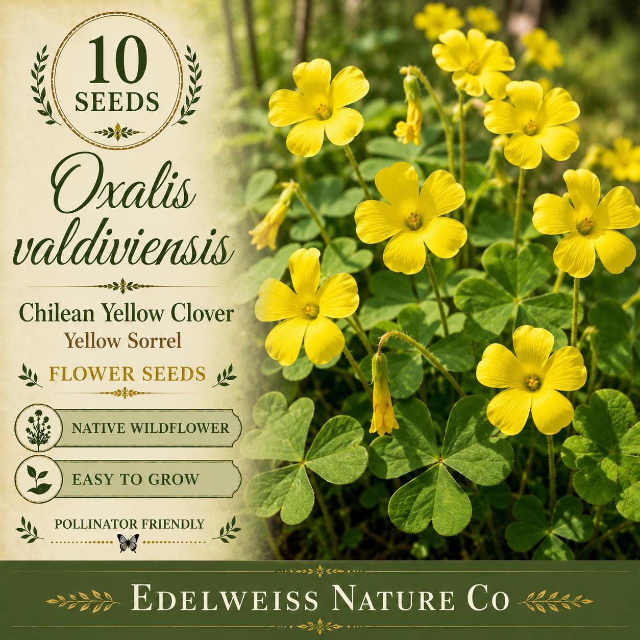 Oxalis valdiviensis Seeds – Chilean Yellow Clover, Yellow Sorrel Ground Cover, Heirloom, Non-GMO, Perennial, Easy to Grow