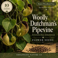 Dutchman's Pipevine Seeds – Aristolochia tomentosa Native Climbing Vine for Butterfly Gardens & Pollinator Habitat