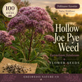 Eutrochium Fistulosum Seeds – 100 Hollow Joe Pye Weed Native Perennial Wildflower for Pollinator Gardens