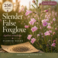 Agalinis Tenuifolia Seeds – 250 Native Pink Wildflower for Prairie Gardens, Pollinator Habitat, Sandy Soil, Annual Plant