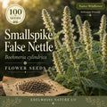 Boehmeria cylindrica Seeds – Smallspike False Nettle Perennial Wildflower for Woodland Gardens & Shade Landscapes