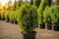 Juniper Hedge Unrooted Cuttings – Evergreen Shrub for Privacy, Landscaping & Borders, Dense Green Foliage, USDA Zones 5–9