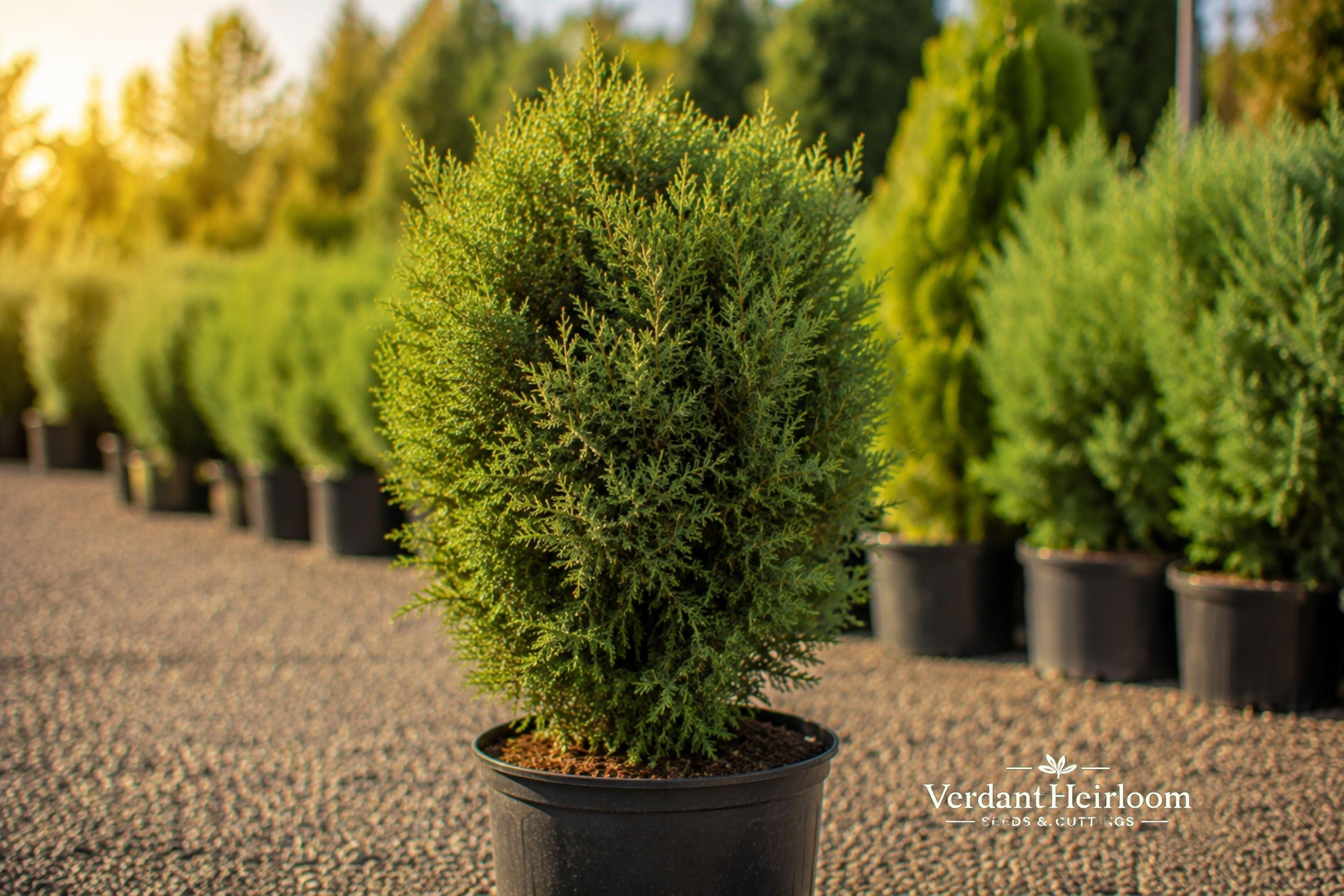 Juniper Hedge Unrooted Cuttings – Evergreen Shrub for Privacy, Landscaping & Borders, Dense Green Foliage, USDA Zones 5–9