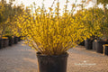 Forsythia Bush Cuttings 12 Unrooted Live Plants, Bright Yellow Spring Blooms, Flowering Shrub, Perennial, USDA Zones 5-9