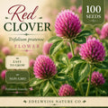 Red Clover Seeds – Heirloom, Non-GMO, Pollinator-Friendly, Trifolium pratense, Soft Pink-Red Blooms, Garden Flower Seeds