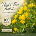 Bird’s Foot Trefoil Seeds - Heirloom, Non-GMO Pollinator Flower for Gardens - Lotus corniculatus, Bright Yellow, Low-Growing, Wildflower, Ground Cover