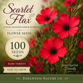 Scarlet Flax Seeds 100 Non-GMO Heirloom Wildflower Planting Linum grandiflorum rubrum