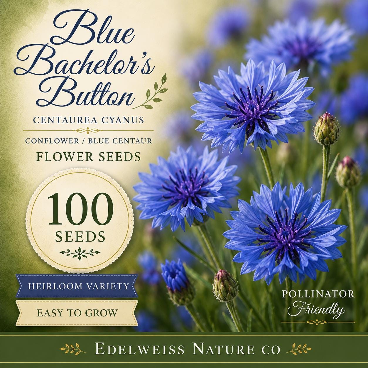 Blue Bachelor’s Button Seeds, Heirloom, Non-GMO, Centaurea cyanus, Bright Blue Flowers, Pollinator Planting, Garden Seeds