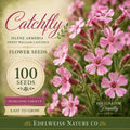 Catchfly Seeds, Pink Flower, Heirloom, Non-GMO, Silene armeria, Pollinator Plant, Garden Bed, Border, Wildflower