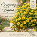 Creeping Zinnia Seeds Ground Cover Flower Bright Yellow Daisy-Like Sanvitalia procumbens Non-GMO Heirloom
