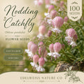 Nodding Catchfly Seeds, Pink Heirloom Flower for Gardens, Hanging Baskets, Ground Cover, Silene pendula
