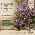 Creeping Thyme Seeds, Ground Cover Herb, Purple-Pink Blooms, Thymus serpyllum, Non-GMO, Heirloom, Pollinator-Friendly