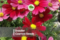 Dazzler Cosmos Seeds 200+ Crimson & Rose Bright Flowers for Borders, Pollinator Gardens, Cut Flowers Cosmos bipinnatus