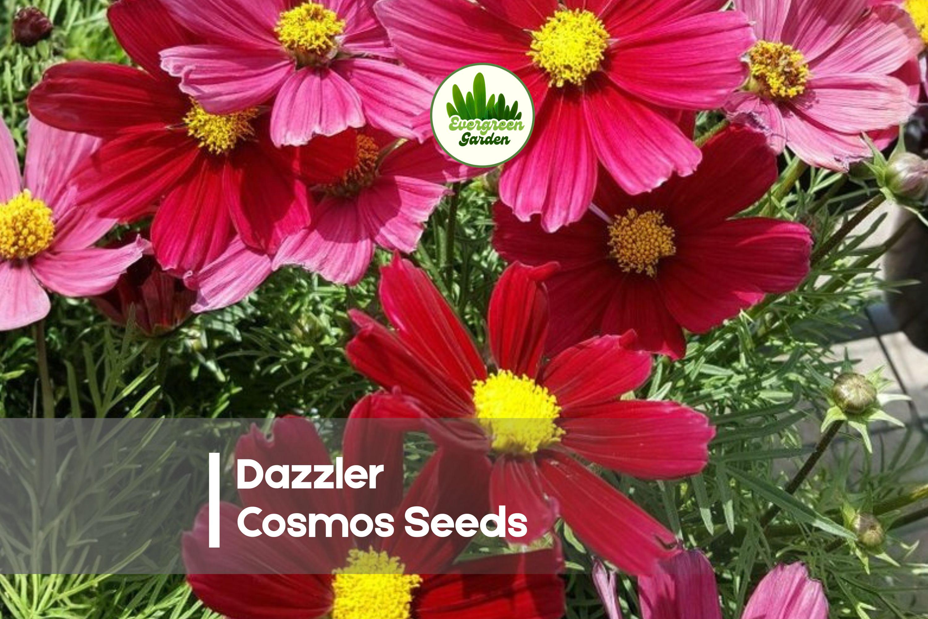 Dazzler Cosmos Seeds 200+ Crimson & Rose Bright Flowers for Borders, Pollinator Gardens, Cut Flowers Cosmos bipinnatus