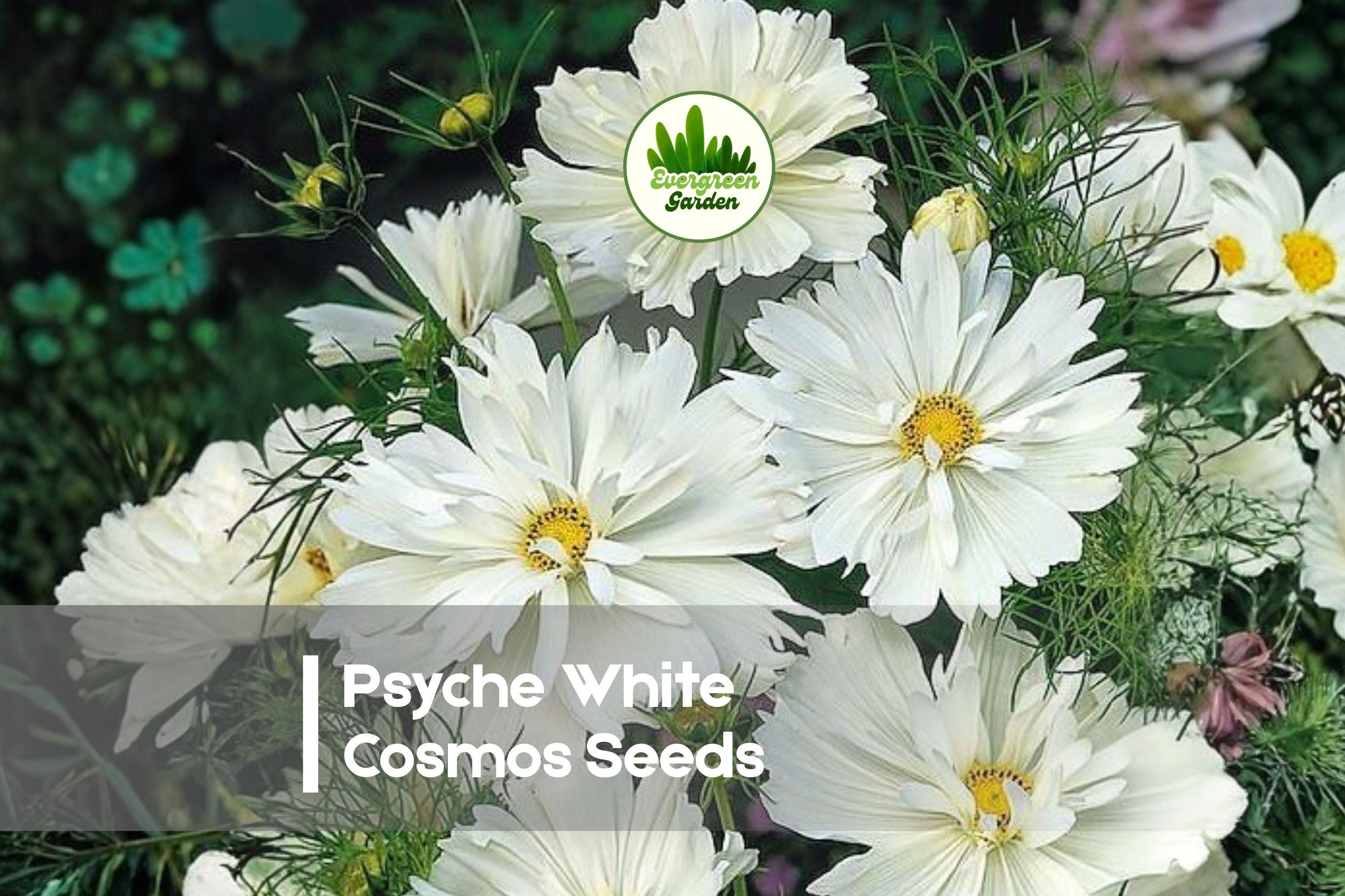 200 Psyche White Cosmos Seeds – White Semi-Double Blooms, Pollinator-Friendly, Cosmos bipinnatus, Cottage & Wildflower Gardens