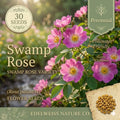 Swamp Rose Seeds – Rosa Palustris Native Wetland Shrub for Rain Gardens, Pond Edges, Wildlife Gardens, 30 Seeds