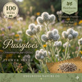 Antennaria parvifolia Seeds – 100 Pussytoes Native Groundcover Wildflower – Silver Foliage, Drought Tolerant Perennial for Rock Gardens